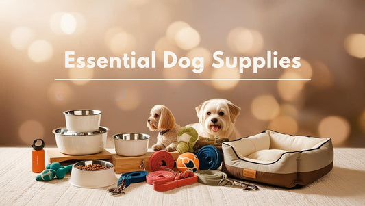 What are the essential items I need to have for my dog