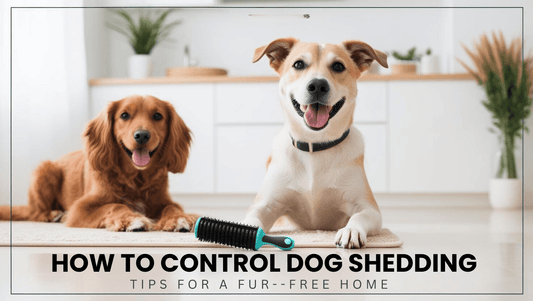 How to Control Dog Shedding: Tips for a Fur-Free Home